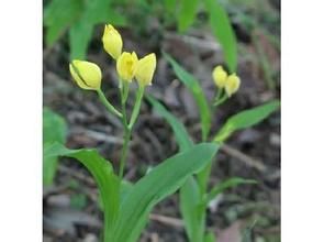 碧江頭蕊蘭 碧江頭蕊蘭