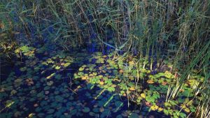 黑龍江扎龍國家級自然保護區