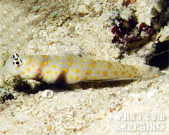 斑點蝦虎魚