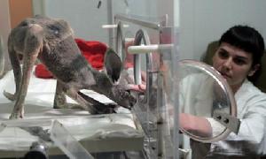 （圖）袋鼠狄佳娜