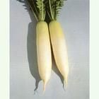 富春大根 富春大根