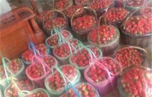 劉莊草莓園 劉莊草莓園