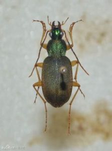 異角青步甲 異角青步甲