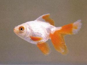 十二紅龍睛 十二紅龍睛