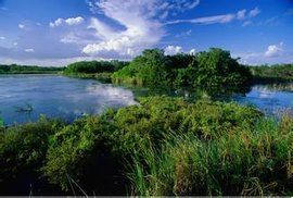 大沼澤地國家公園 大沼澤地國家公園