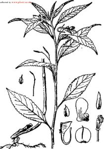 細柄鳳仙花 細柄鳳仙花