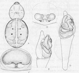 粟色肥腹蛛 粟色肥腹蛛