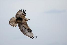 草原鷹 草原鷹