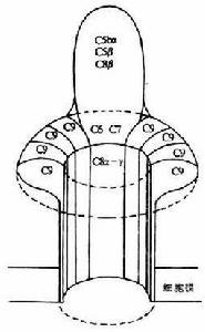 C8結合蛋白 C8結合蛋白