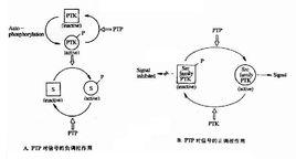 磷酸化酶磷酸酶 磷酸化酶磷酸酶