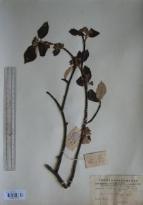 灰葉花楸 灰葉花楸