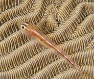 米奇腹瓢鰕虎 米奇腹瓢鰕虎