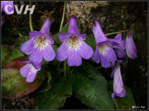 齒萼唇柱苣苔 齒萼唇柱苣苔