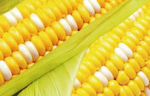 “玉米”[禾本目禾本科植物]