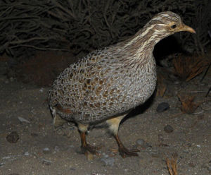 南山(共鳥) 南山(共鳥)