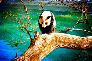 都江堰熊貓樂園 都江堰熊貓樂園
