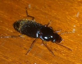 凹翅平邊步甲 凹翅平邊步甲