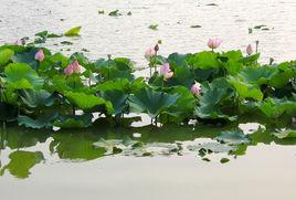 蘇宋村[江蘇興化市李中鎮下轄村]