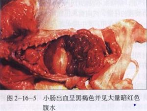 豬梭菌性腸炎病變