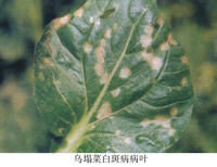 烏塌菜白斑病