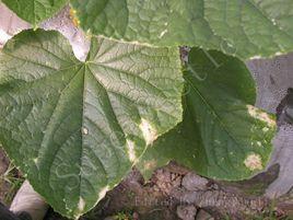 黃瓜細菌性緣葉枯病 黃瓜細菌性緣葉枯病