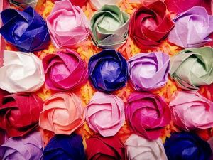 川崎玫瑰 川崎玫瑰