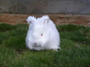 沂蒙長毛兔 沂蒙長毛兔