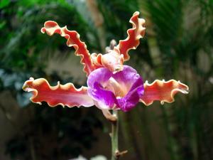 開曼香蕉蘭 開曼香蕉蘭