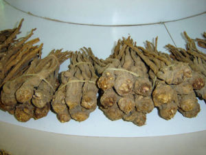 固齒雄鼠骨散 固齒雄鼠骨散