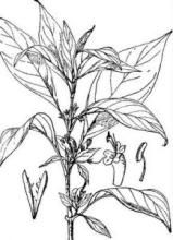 毛脈火焰花 毛脈火焰花