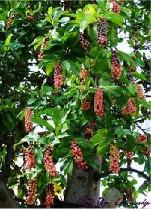 五味子酒 五味子酒