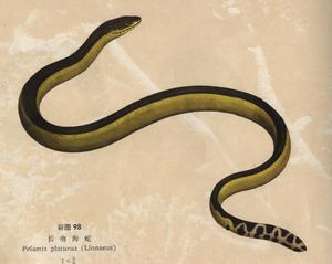 （圖）長吻海蛇