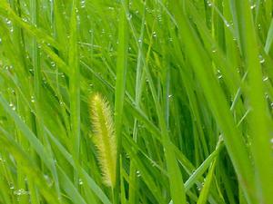 小草的各類圖片