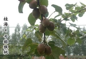 桂海4號 桂海4號
