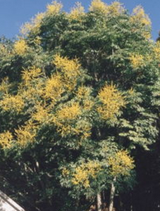 全緣榿葉樹 全緣榿葉樹