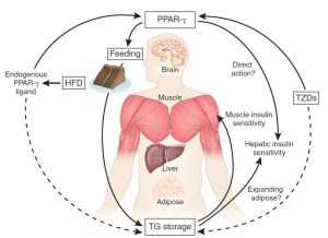 糖耐量減低 糖耐量減低