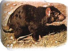 袋獾[哺乳綱動物]