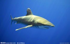 軟骨魚綱 軟骨魚綱