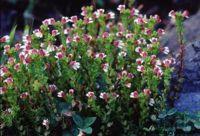 高枝小米草 高枝小米草