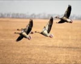 雁[脊索動物動物]