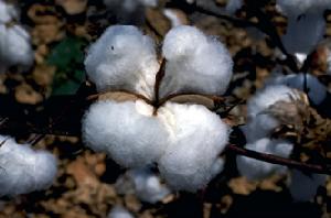 （圖）棉花