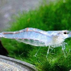 典型米蝦 典型米蝦