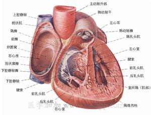 室性逸搏及室性逸搏心律