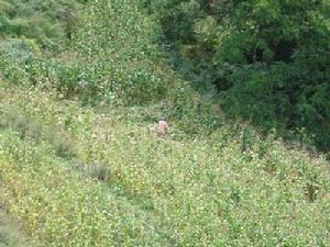 黑蒿谷村旱地作物