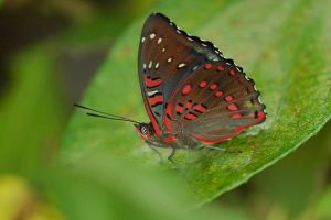 紅斑翠蛺蝶