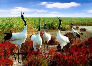 （圖）美麗灘涂