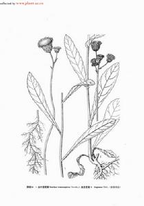 南苦苣菜 南苦苣菜