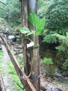 三角冷水花 三角冷水花