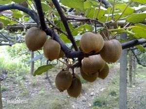 絲毛獼猴桃 絲毛獼猴桃