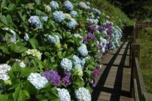 繡球花族 繡球花族